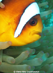 Red Sea Anemonfish...The most aggressive fish:)) protects... by Elena May Izyumskaya 